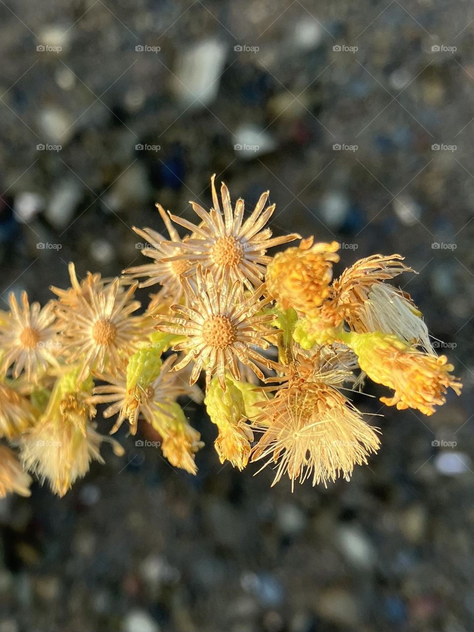 Blooming season endings 