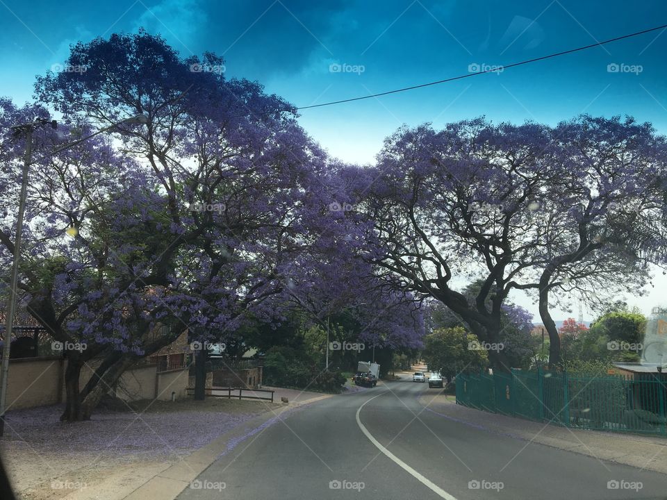 Jakaranda trees lining a street in Pretoria