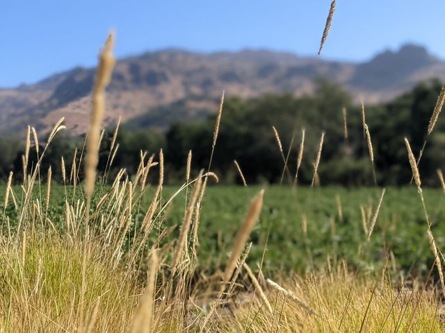 vineyard