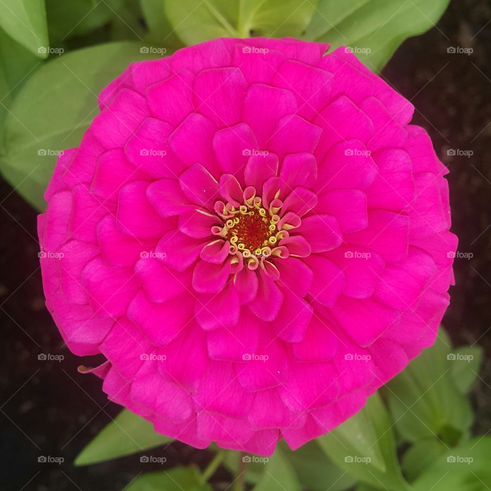 Zinnia flower