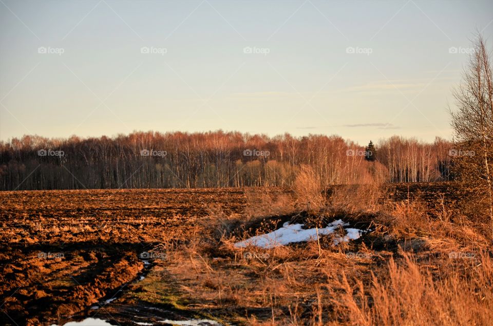 spring field at sunset