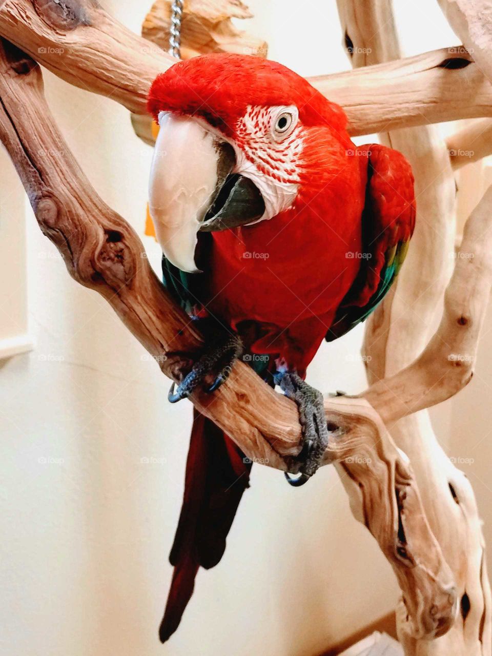 a bright red parrot sitting on its wooden perch against a cream colored wall