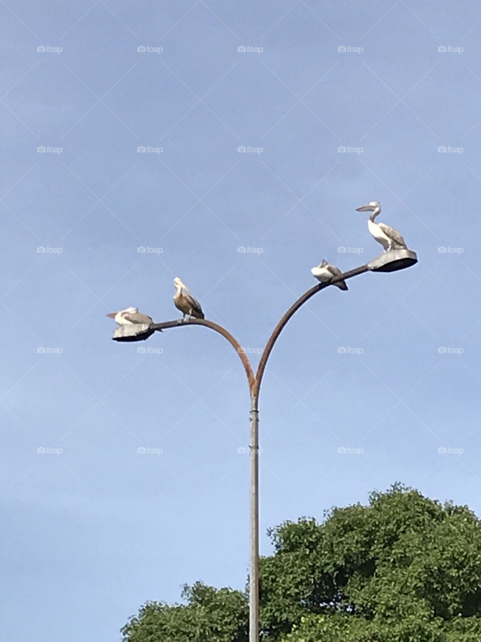 Birds on street light 