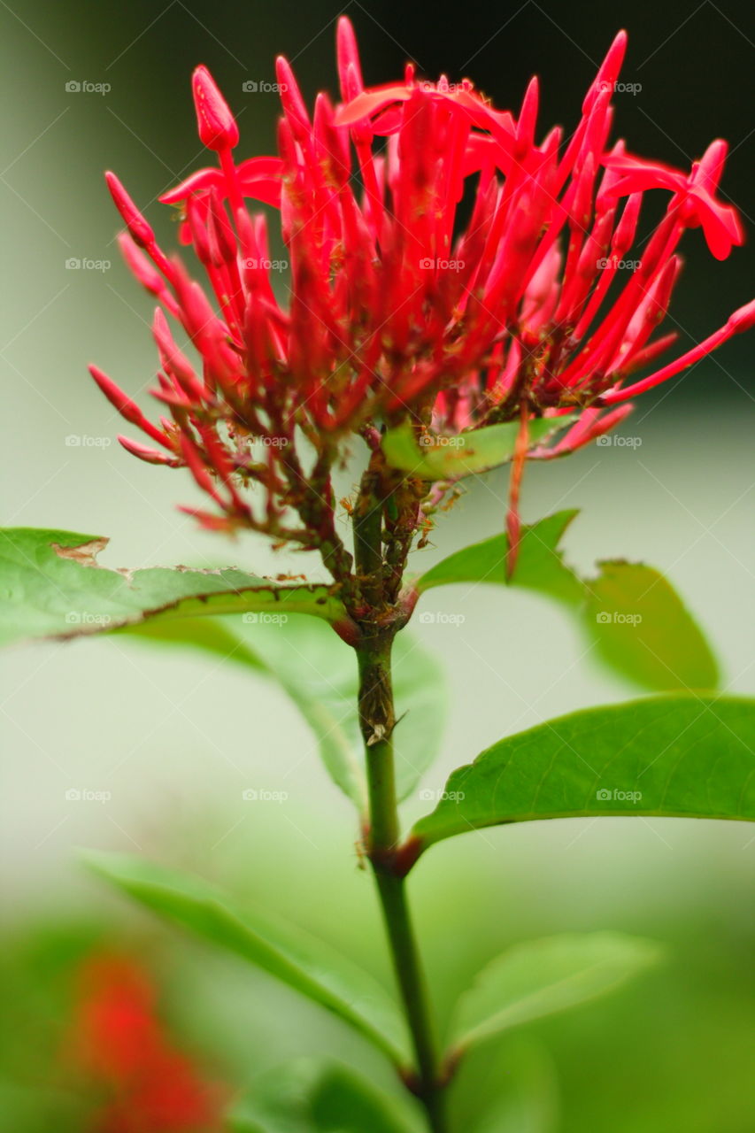 Red Flower and Ant