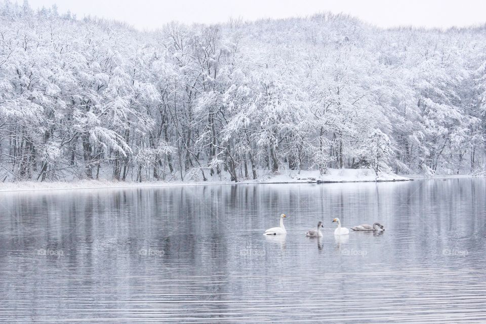 Winter lake