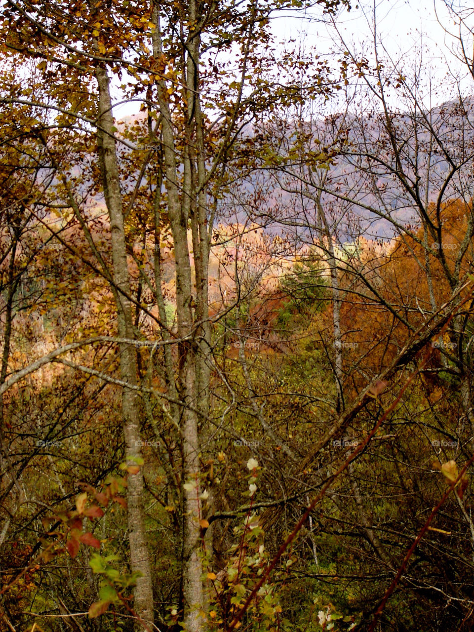 nature outdoors colors tree by refocusphoto