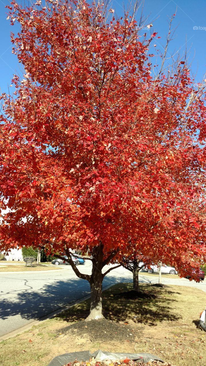 Fall, Leaf, Tree, Season, Nature