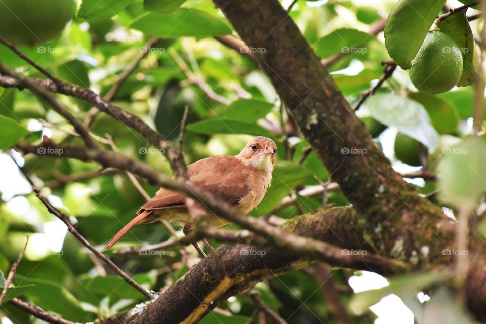 Rufous Hornero/João de Barro.