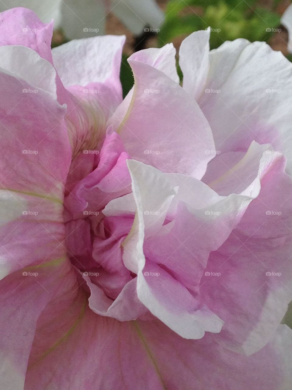 Pink Ruffled Flower