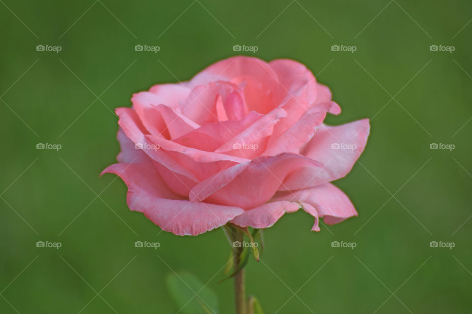 Pink rose