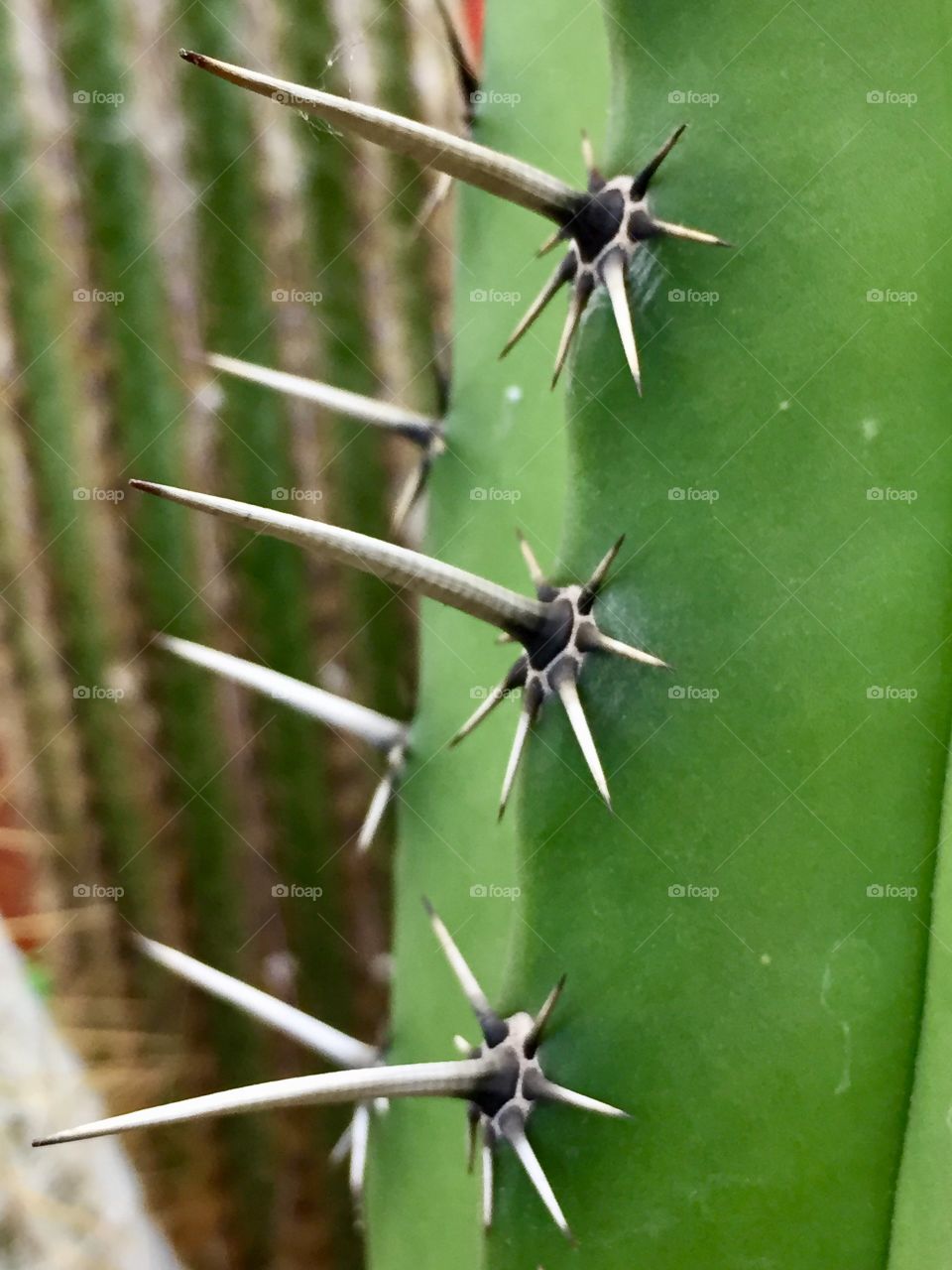 Cactus spike