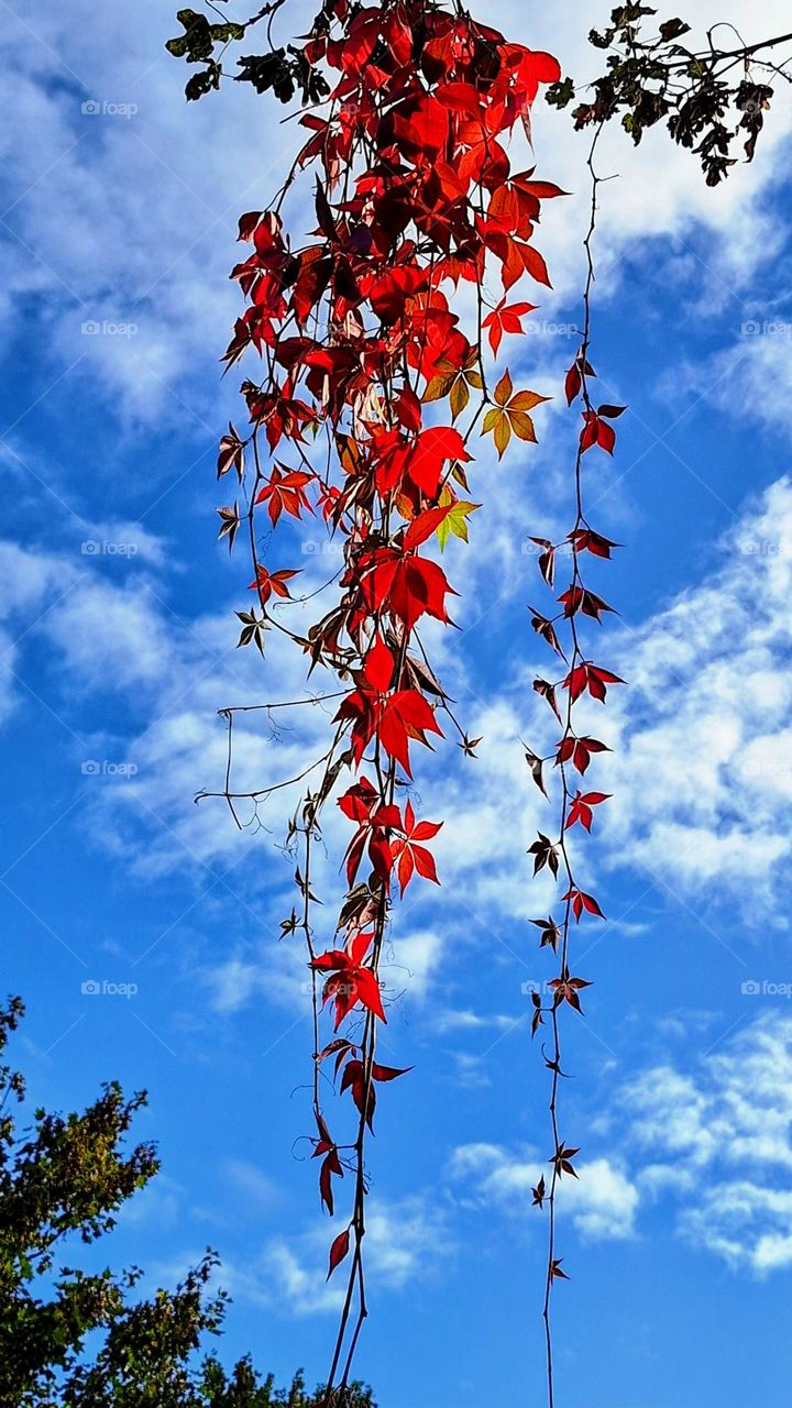 Bright red hanging leaves against a bright blue sky with cloud formations in the background