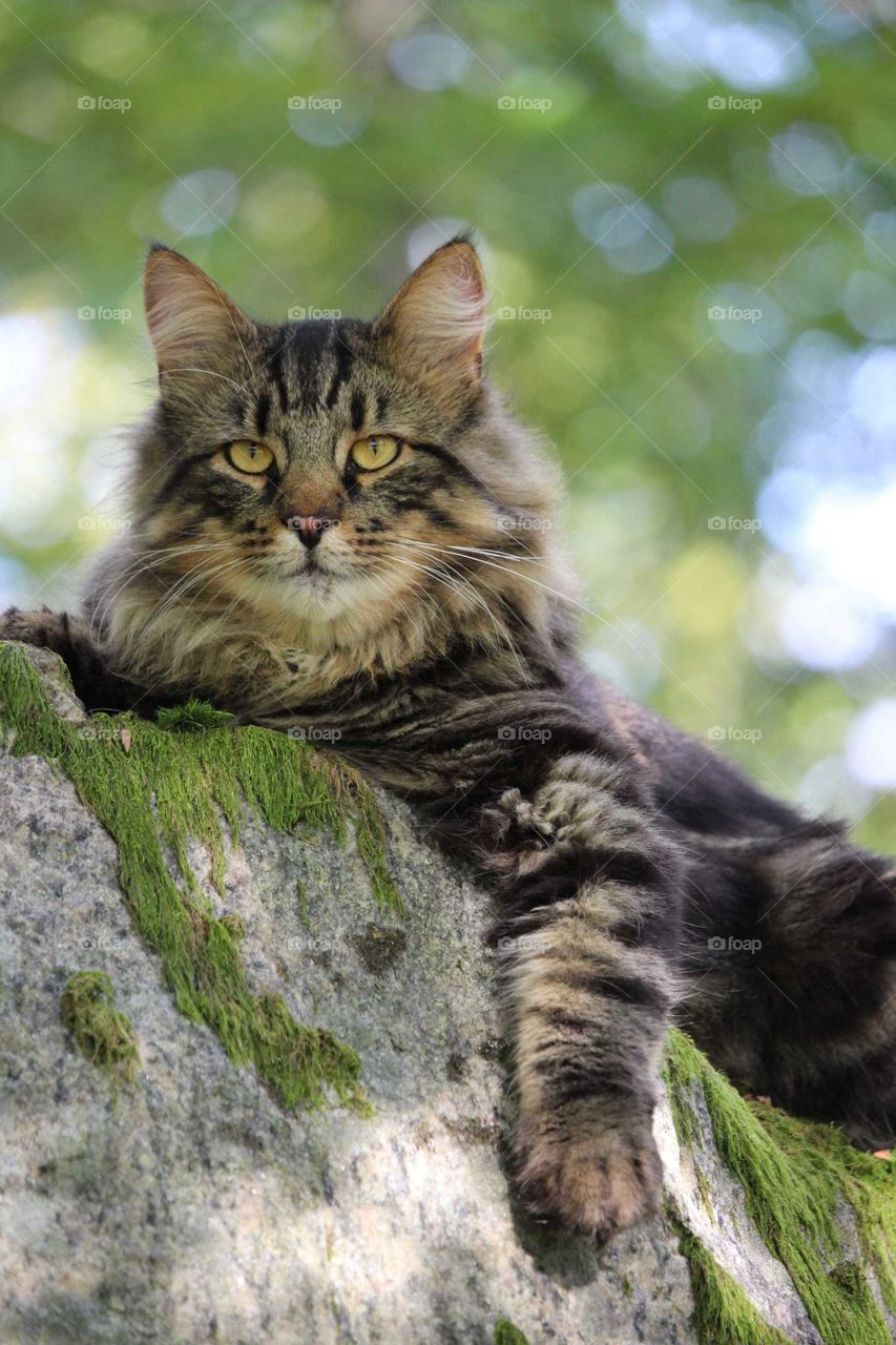 Mainecoon