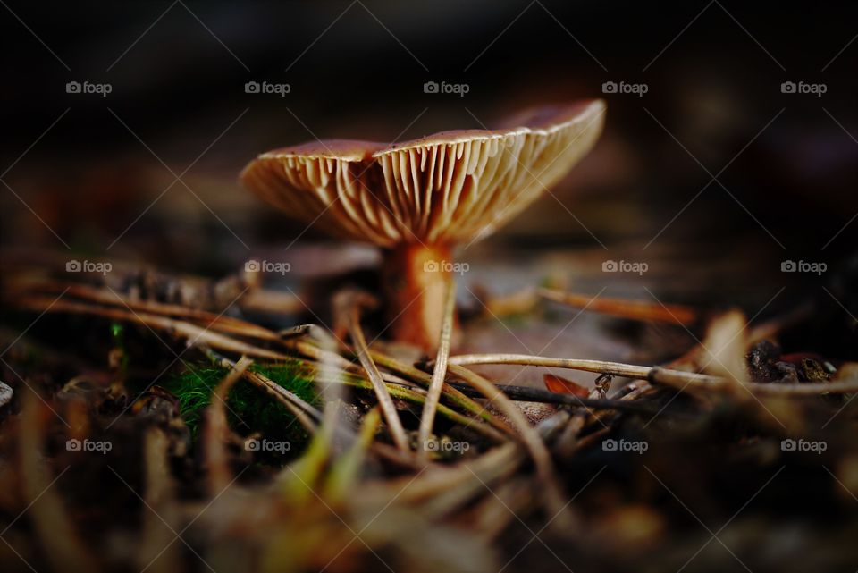 Close-up of mushroom