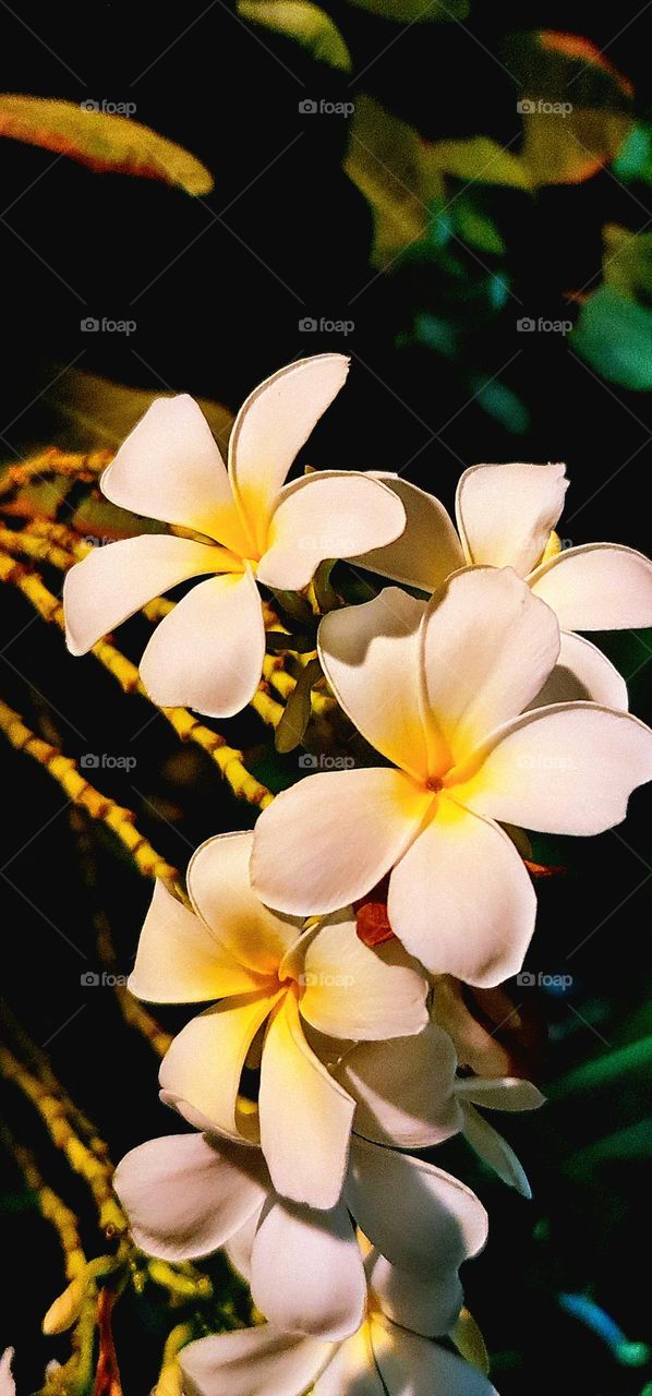 Live life in full bloom , where the flowers bloom eveyrday..