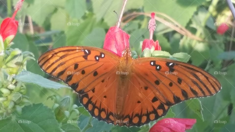 Orange butterfly. I found this beauty while walking around my yard.