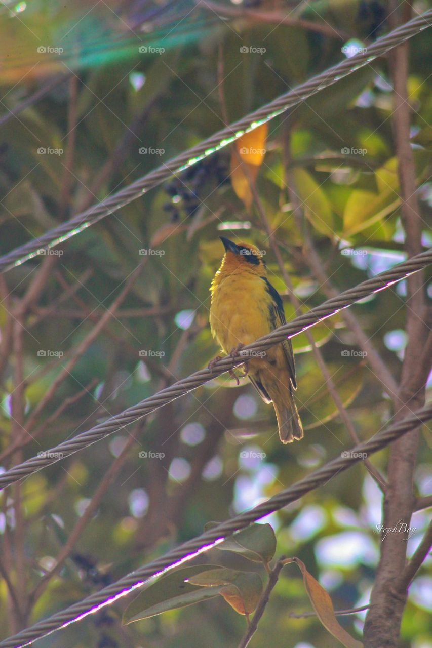 Weaver bird hanging on electric wire 