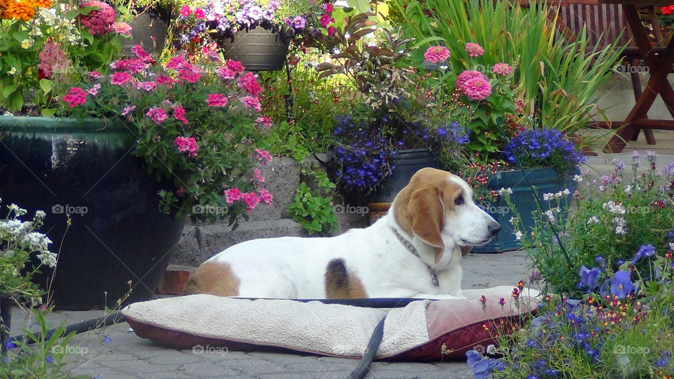 A charmer and a cutie pie, in her beautiful garden patch.
