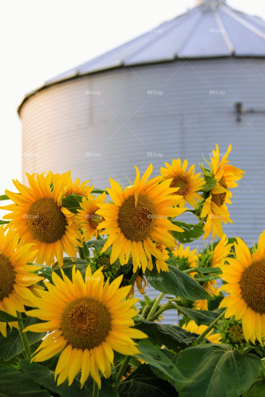 Sunflowers on the Farm