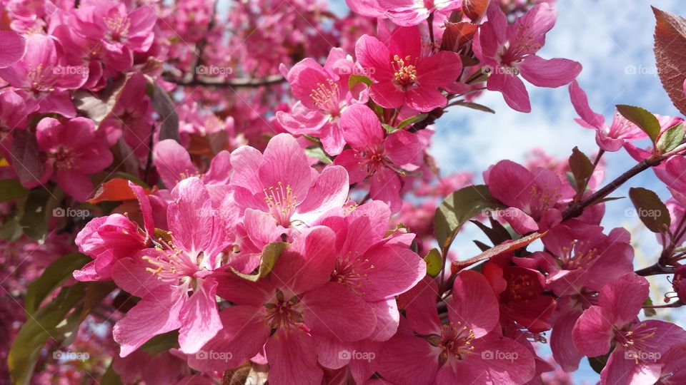 Close-up of a cherry blossom tree
