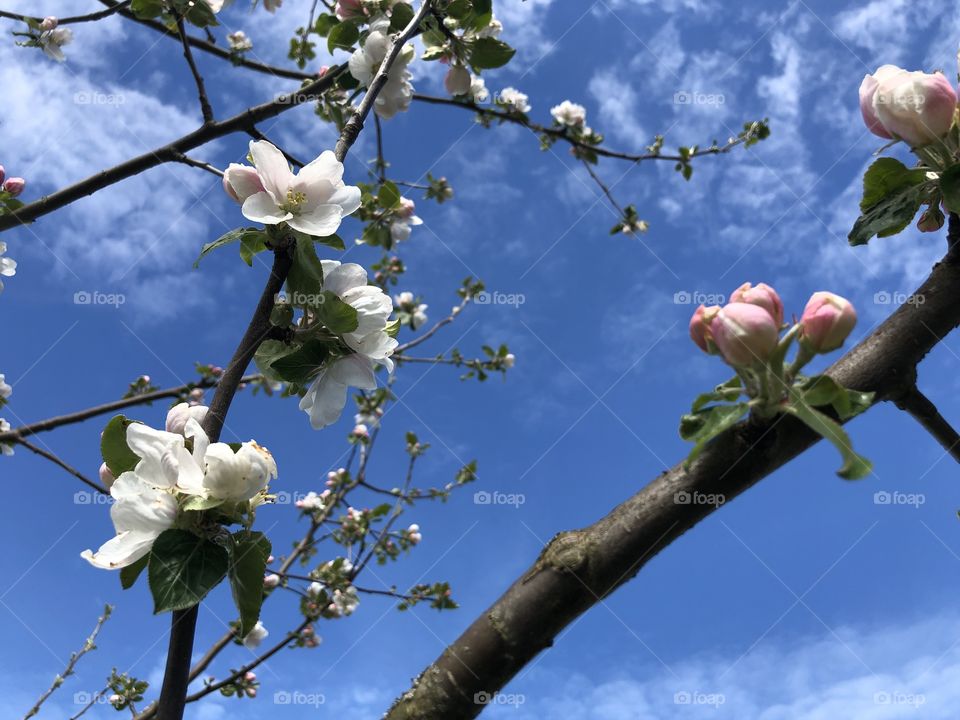 Apple blossoms in the sky