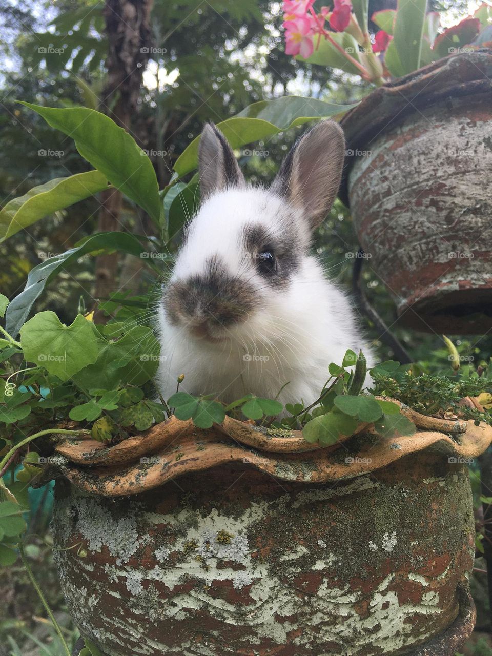 Cute rabbit 