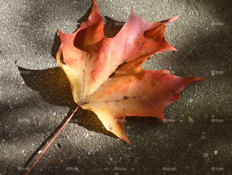 Fall Leaf on cement