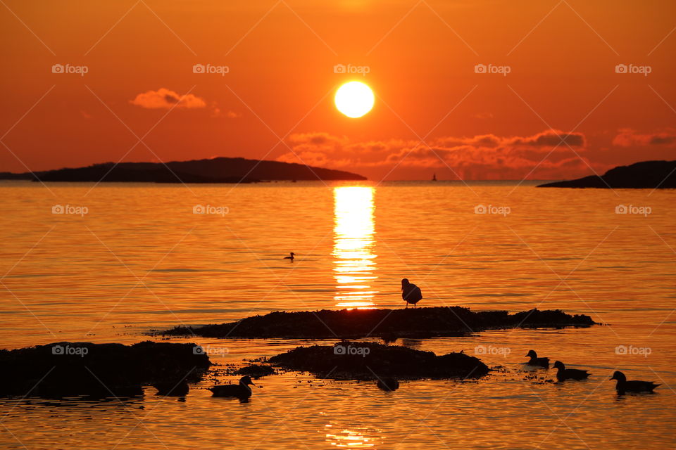 Sun rising above the ocean and painting it orange and ducks swimming  happily spreading tranquility in early winter morning 