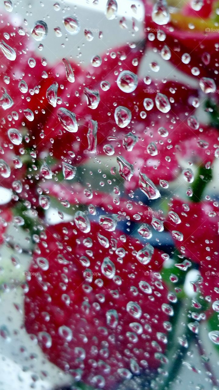 Flower in Rain