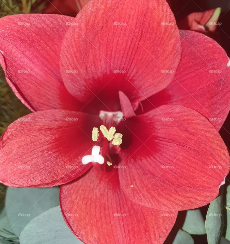 Beautiful red Christmas flower