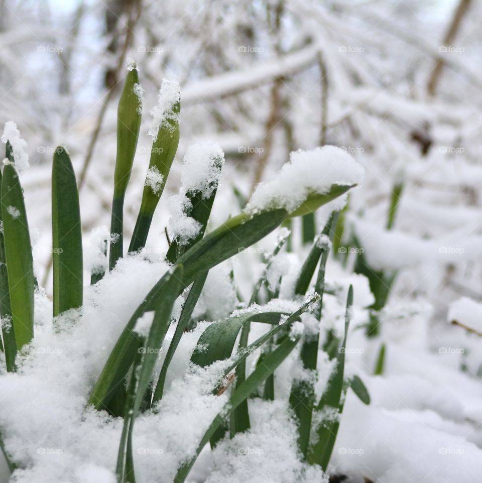 Daffodils sprouting through the ground covered with a springtime snow