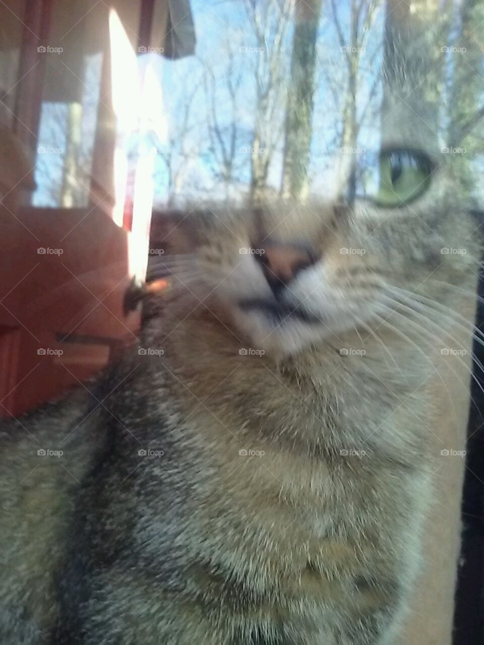Carolina looking out glass door