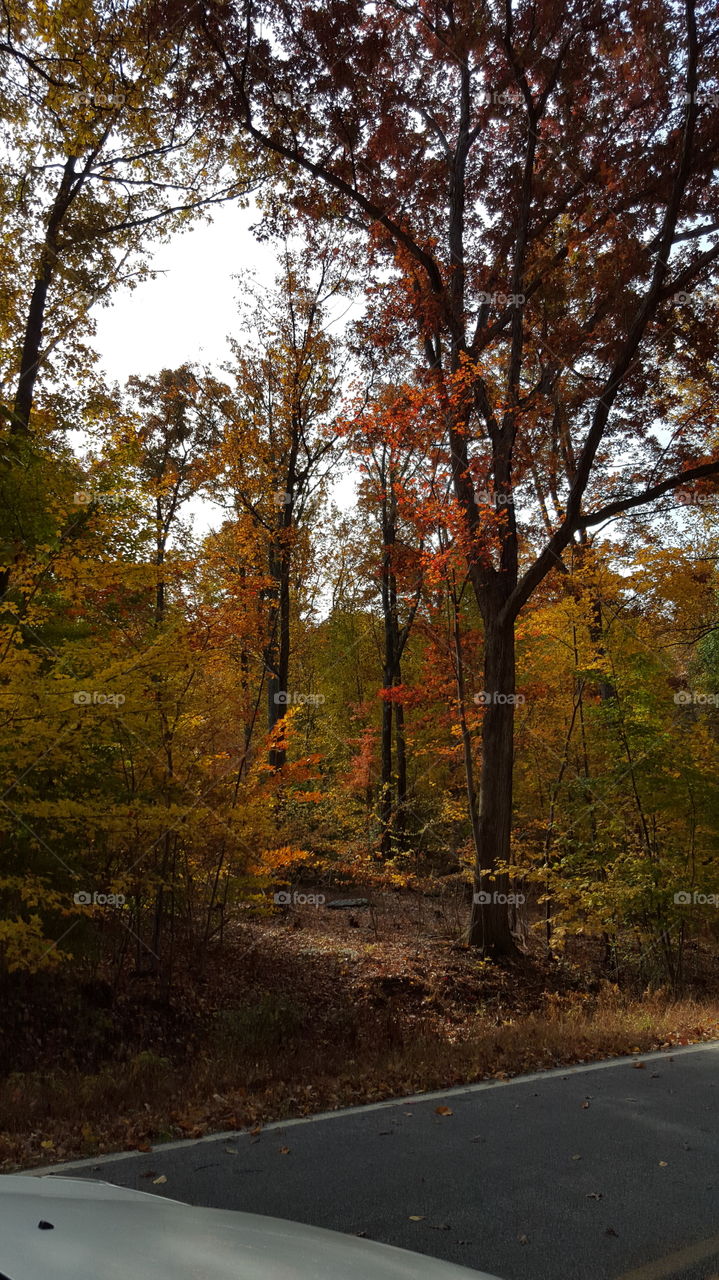 Fall, No Person, Tree, Leaf, Landscape