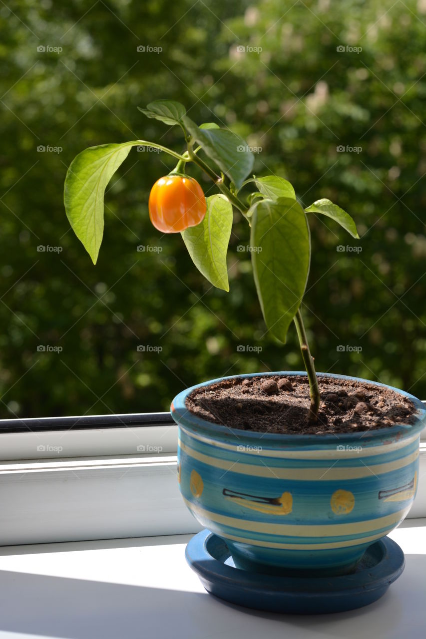 yellow pepper in the pot house plants