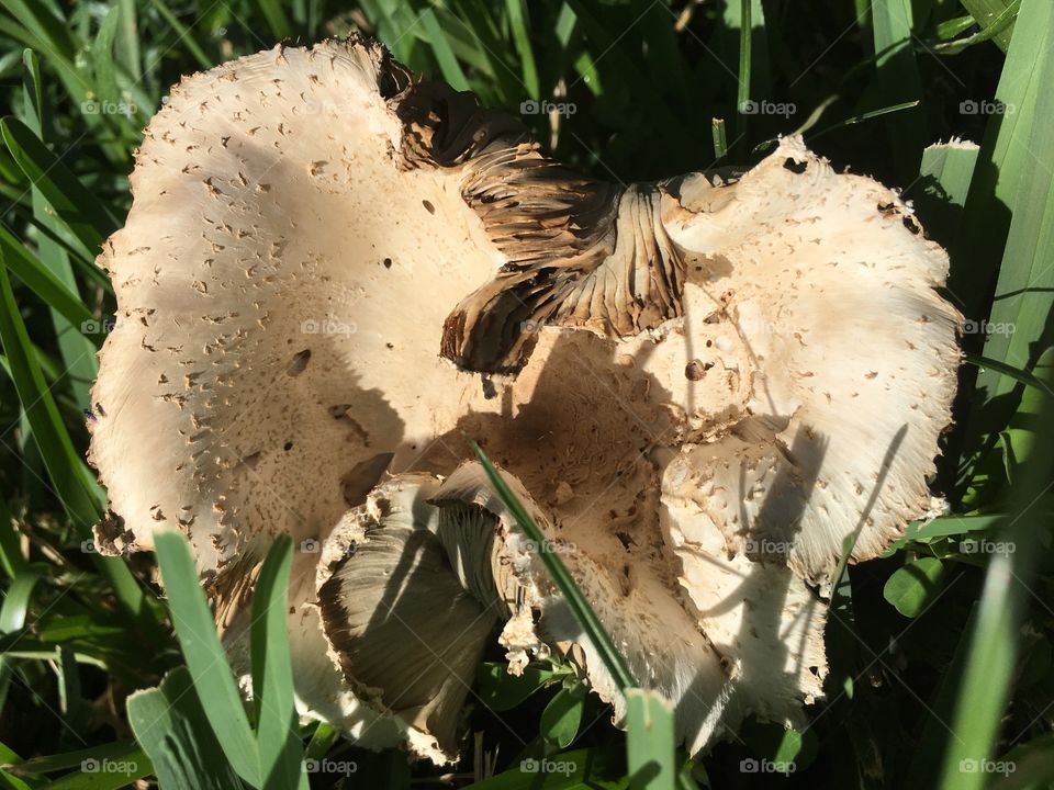 Mushrooms in the green grass in Florida 
