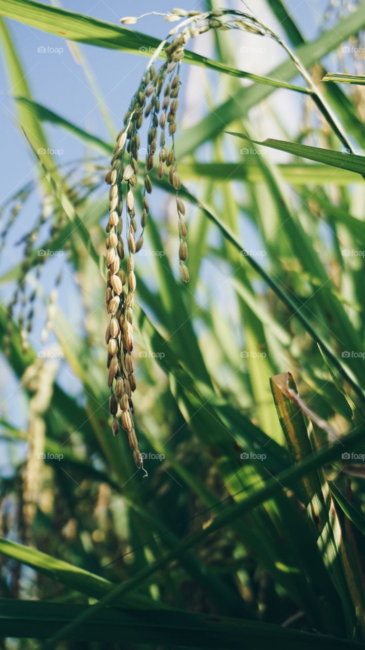 A mature rice plant, ready to be harvested.