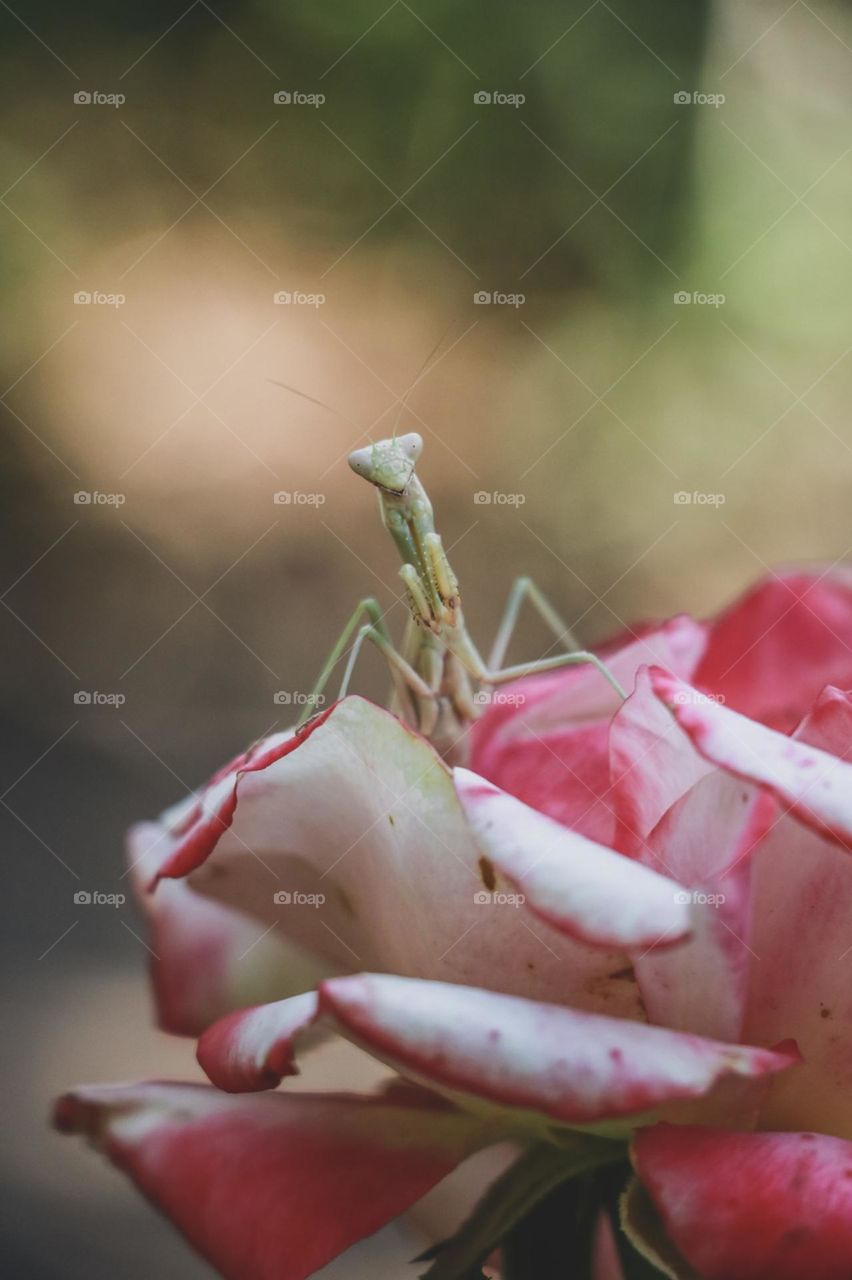 flowers summer praying mantis