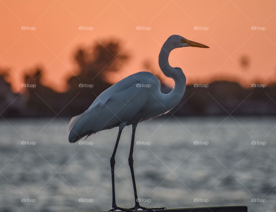 A bird sits perched on a railing with the sunset orange sky and water in the background.