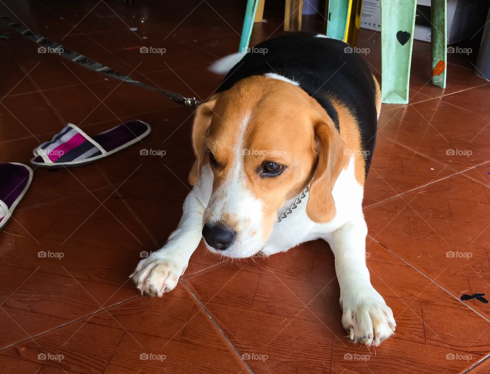Chubby beagle sitting in house 