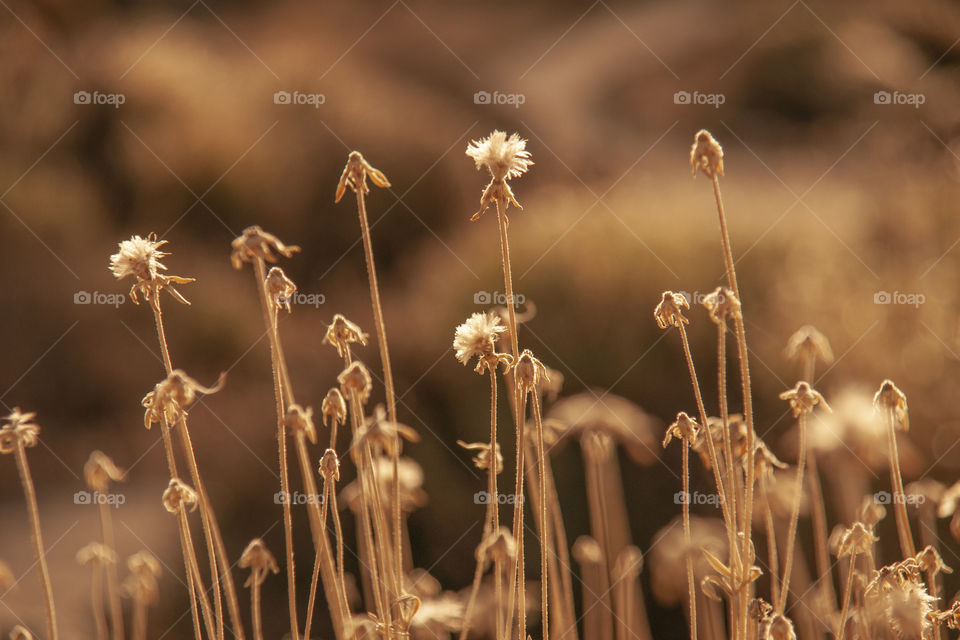 Dry flowers. Natural background 