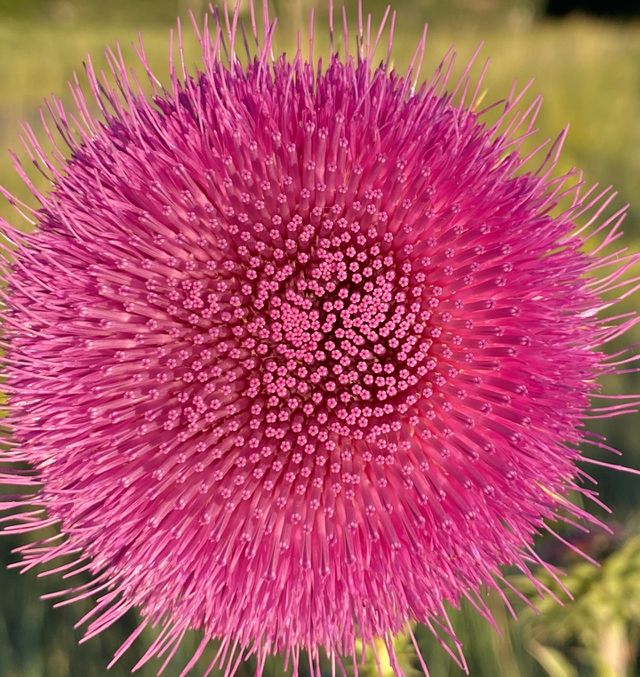 Pinklicious 