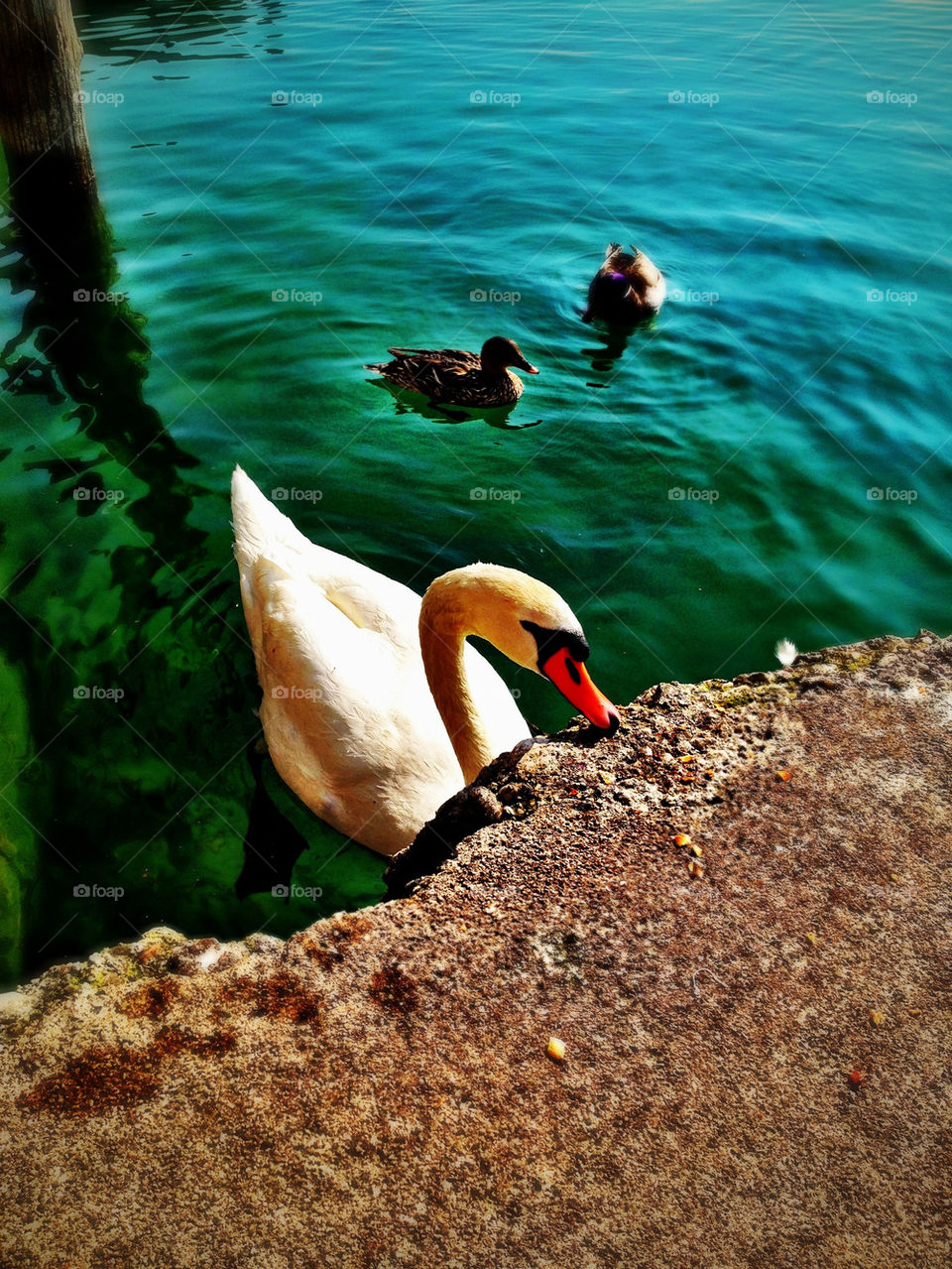 landscape nature lake swan by mrarflox