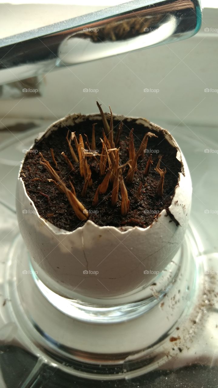 Bamboo seeds in an egg