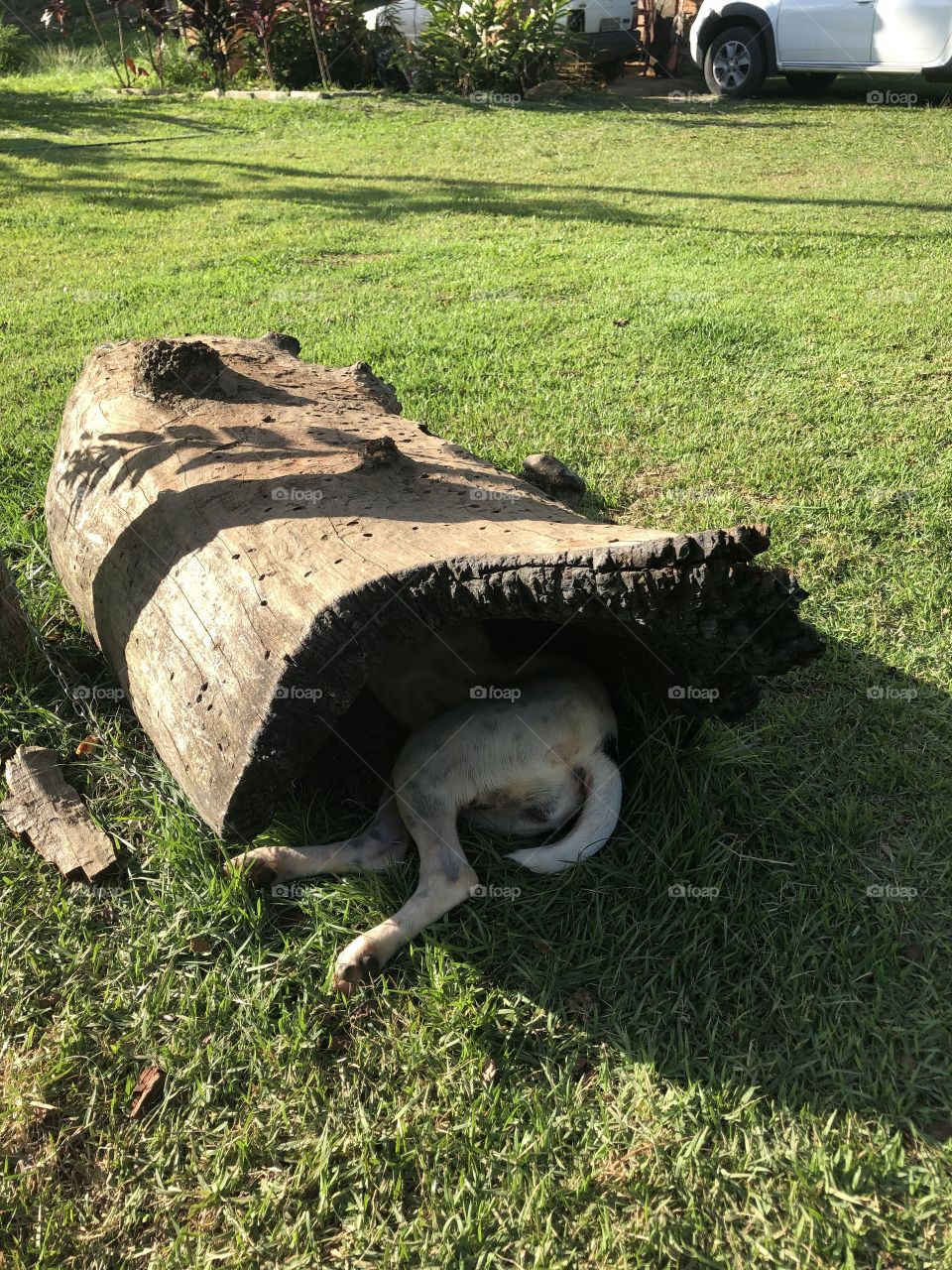 Tirando um cochilo no melhor lugar.