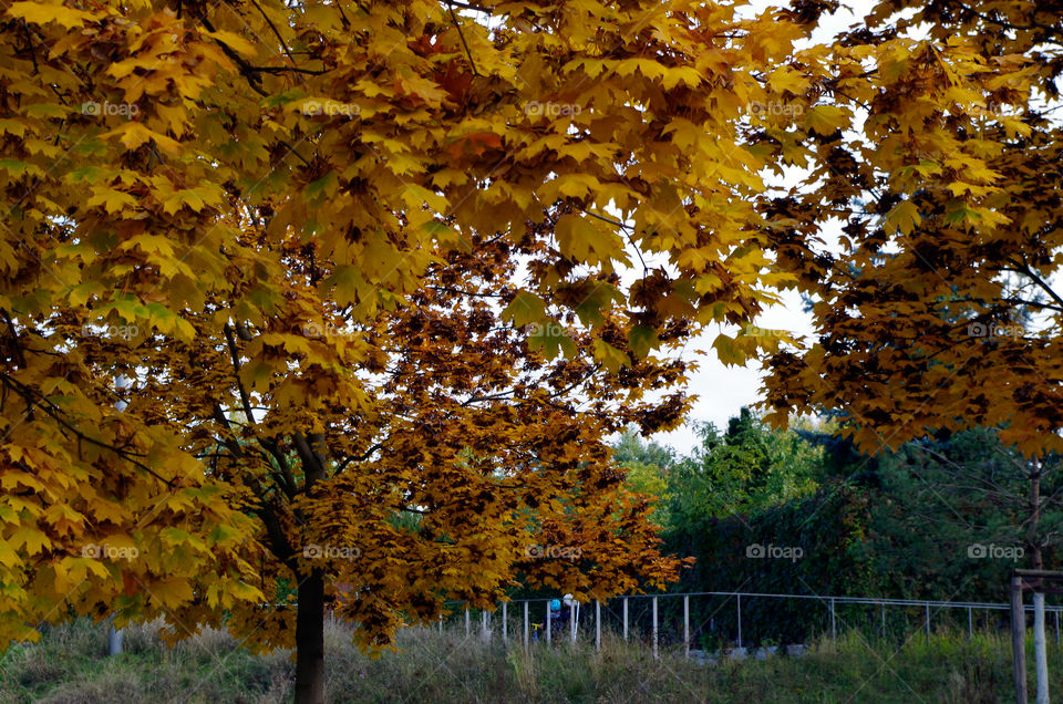 Yellow coloured trees standing during autumn  in city park in Berlin, Germany.