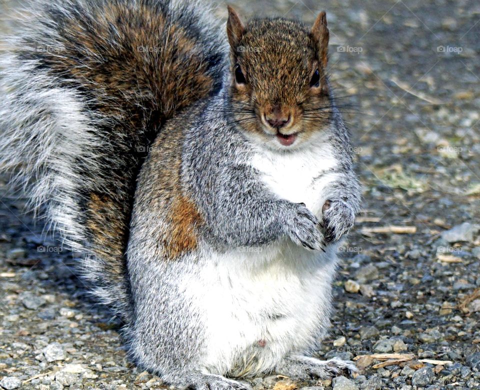 A photographer’s bliss is when a furry friend stops by and flashes a crooked smile for the camera.