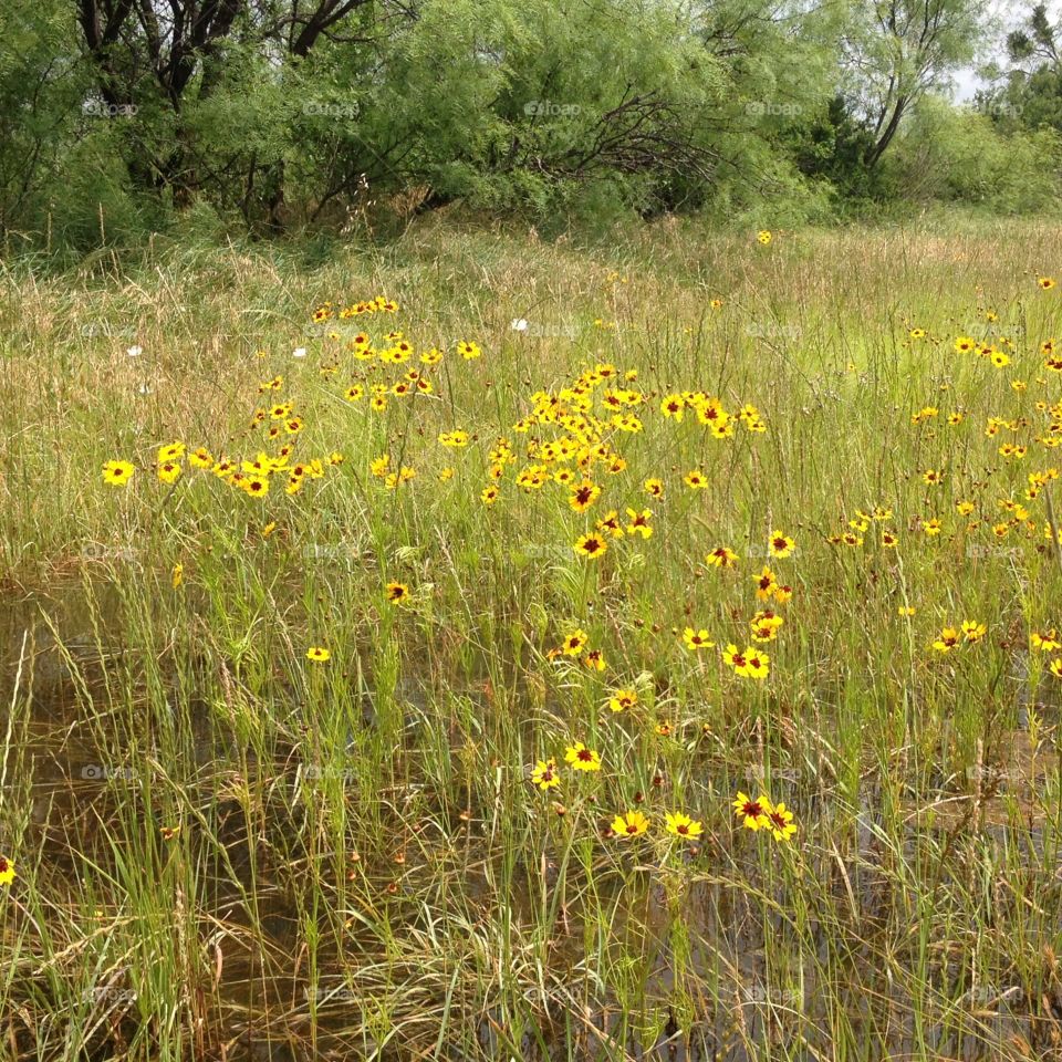 Texas wildflowers. Wildflowers