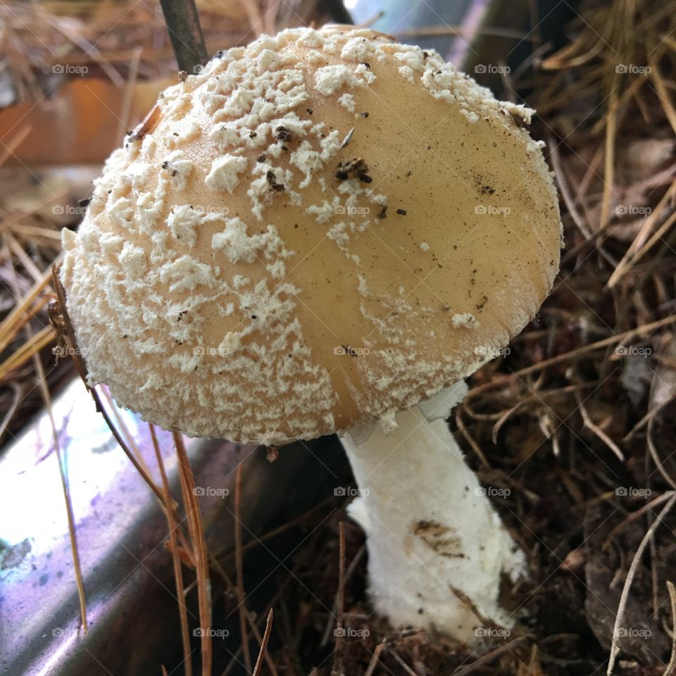Mushroom 🍄 growing in pine needles, with little white "sprinkles" on top. Close up pic.