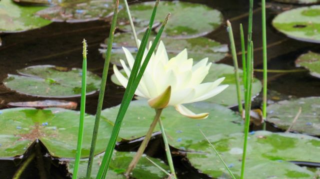 Lotus Flower