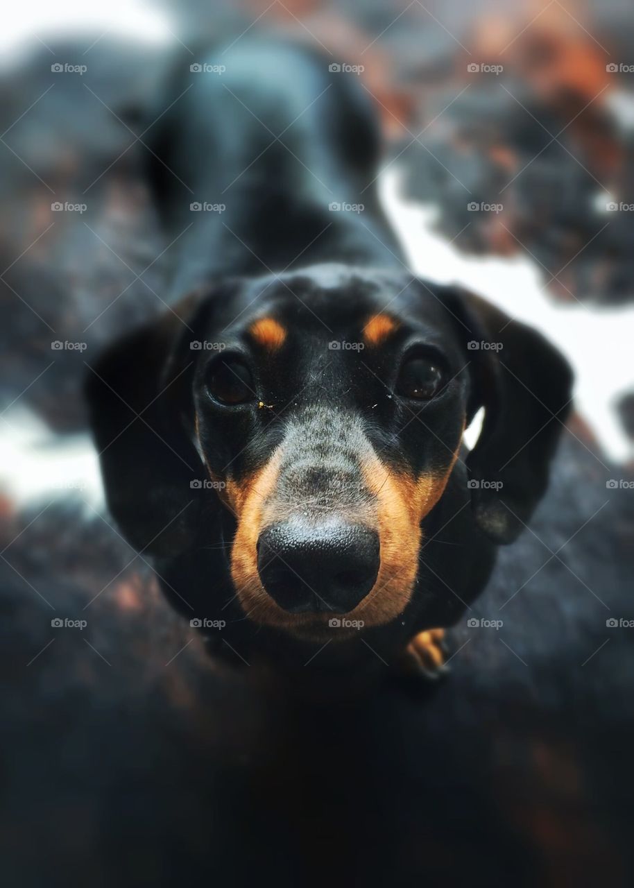 Dachshund